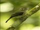 Sepia-capped Flycatcher (Leptopogon amaurocephalus)