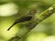 Sepia-capped Flycatcher (Leptopogon amaurocephalus)
