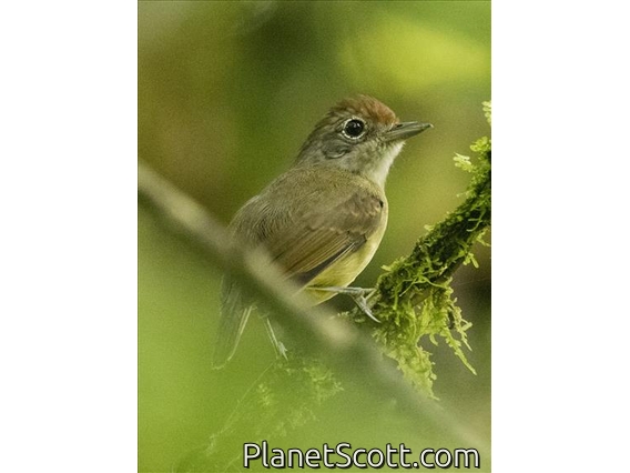 Plain Antvireo (Dysithamnus mentalis) - Female