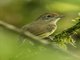 Plain Antvireo (Dysithamnus mentalis) - Female