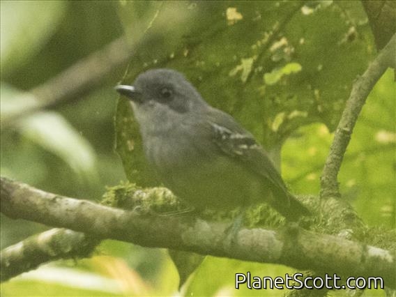 Plain Antvireo (Dysithamnus mentalis)