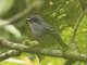 Plain Antvireo (Dysithamnus mentalis)