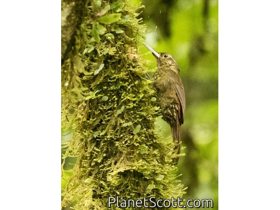 Spotted Woodcreeper (Xiphorhynchus erythropygius)