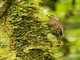 Spotted Woodcreeper (Xiphorhynchus erythropygius)