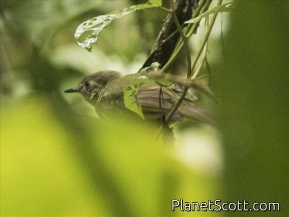 White-flanked Antwren (Myrmotherula axillaris) - Female