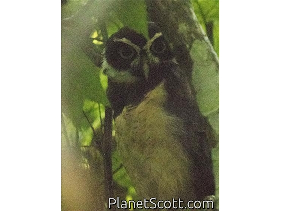 Spectacled Owl (Pulsatrix perspicillata)