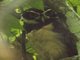Spectacled Owl (Pulsatrix perspicillata)