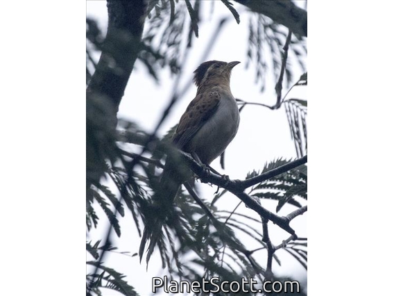 Striped Cuckoo (Tapera naevia)