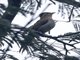 Striped Cuckoo (Tapera naevia)
