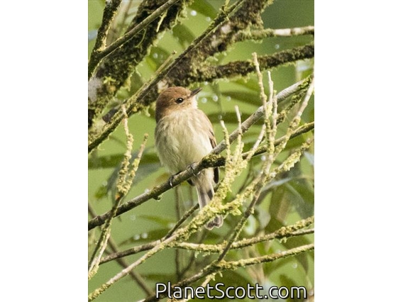 Bran-colored Flycatcher (Myiophobus fasciatus)