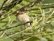 Bran-colored Flycatcher (Myiophobus fasciatus)