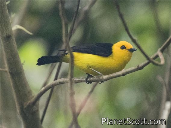 Black-and-yellow Tanager (Chrysothlypis chrysomelas)