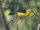 Black-and-yellow Tanager (Chrysothlypis chrysomelas)