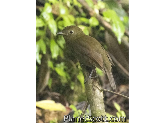 Northern Schiffornis (Schiffornis veraepacis)