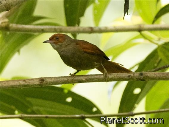 Red-faced Spinetail (Cranioleuca erythrops)