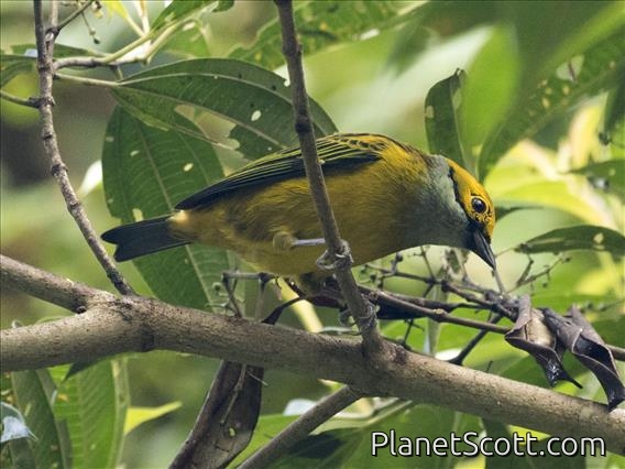 Silver-throated Tanager (Tangara icterocephala)