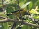 Silver-throated Tanager (Tangara icterocephala)