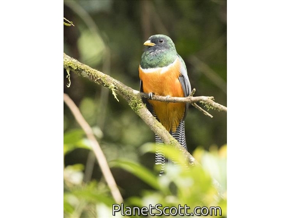 Orange-bellied Trogon (Trogon collaris aurantiiventris)