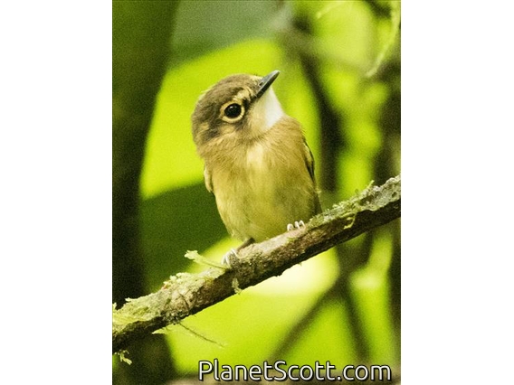 White-throated Spadebill (Platyrinchus mystaceus)