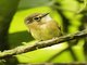 White-throated Spadebill (Platyrinchus mystaceus)