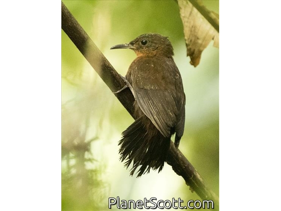 Tawny-throated Leaftosser (Sclerurus mexicanus)