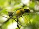 Tawny-capped Euphonia (Euphonia anneae)