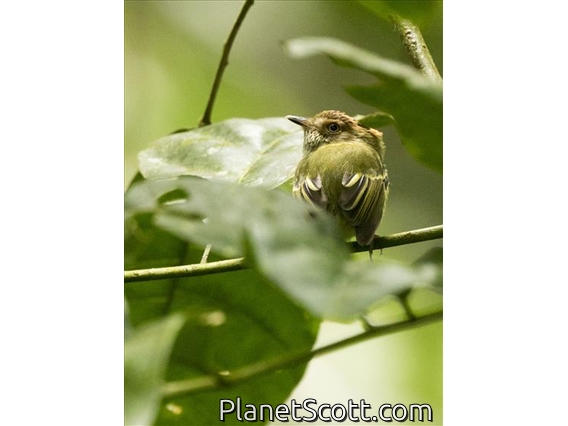 Scale-crested Pygmy-Tyrant (Lophotriccus pileatus)