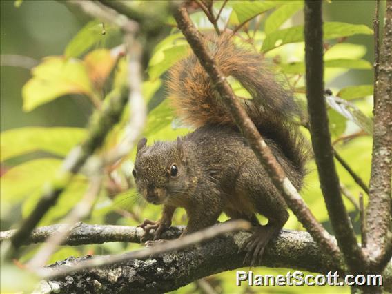 Neotropical Red Squirrel (Sciurus granatensis)