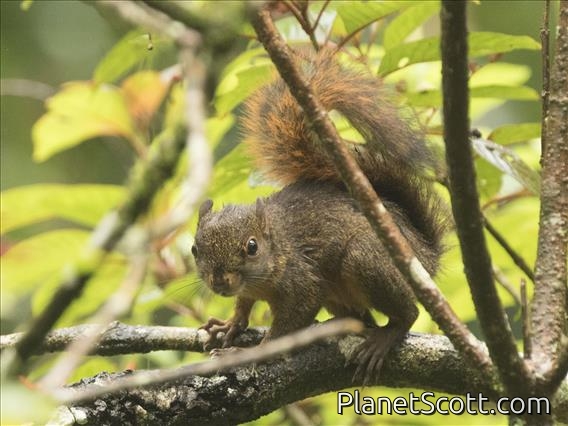 Neotropical Red Squirrel (Sciurus granatensis)