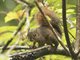 Neotropical Red Squirrel (Sciurus granatensis)