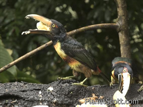 Collared Aracari (Pteroglossus torquatus)