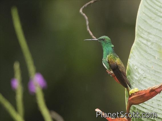 Snowy-bellied Hummingbird (Amazilia edward)