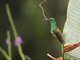 Snowy-bellied Hummingbird (Amazilia edward)