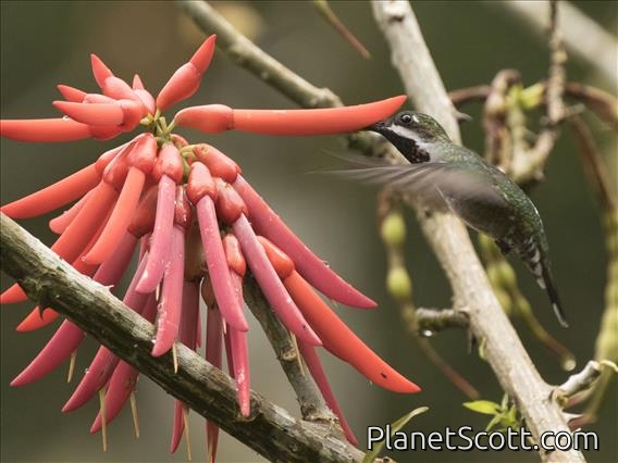 Long-billed Starthroat (Heliomaster longirostris)