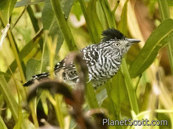 Barred Antshrike (Thamnophilus doliatus) - Male