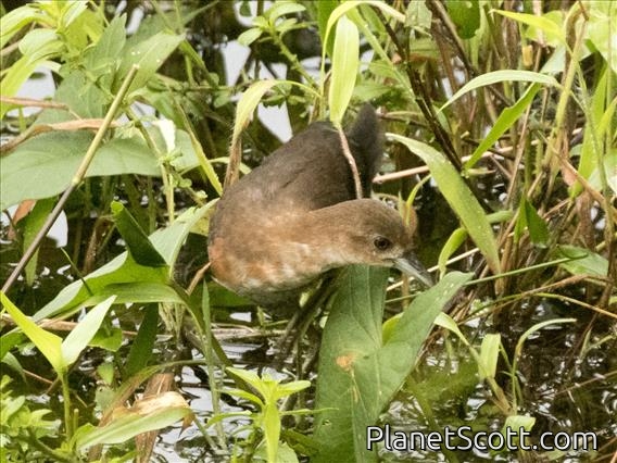 White-throated Crake (Laterallus albigularis)