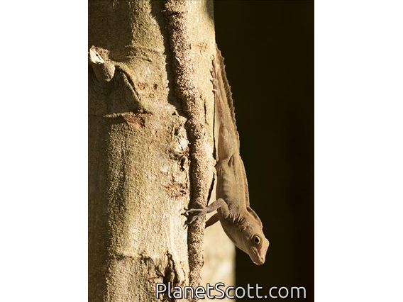 Puerto Rican Crested Anole (Anolis cristatellus)