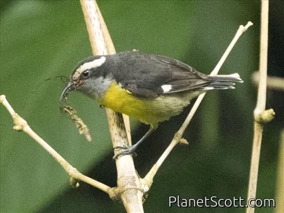 Bananaquit (Coereba flaveola)