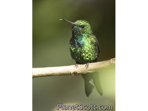 Puerto Rican Emerald (Chlorostilbon maugaeus) - Male