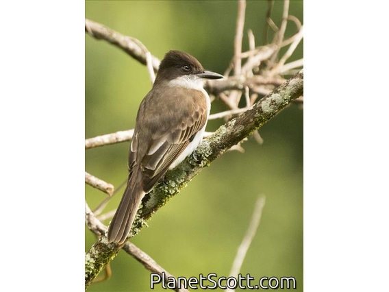 Loggerhead Kingbird (Tyrannus caudifasciatus)