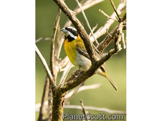Puerto Rican Spindalis (Spindalis portoricensis)
