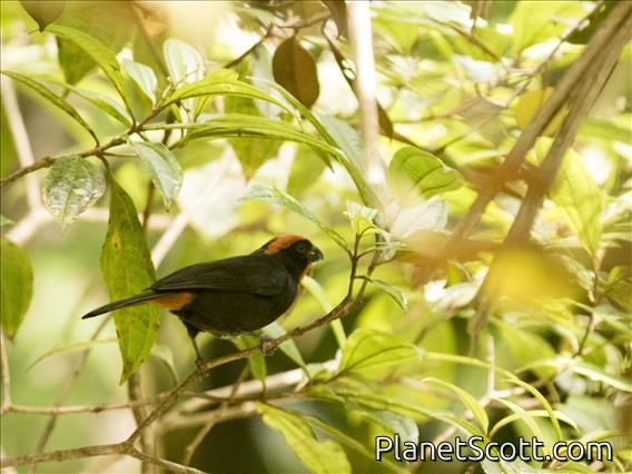 Puerto Rican Bullfinch (Loxigilla portoricensis)