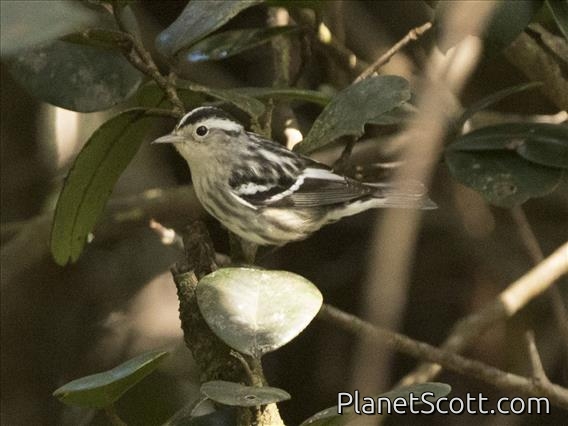 Black-and-white Warbler (Mniotilta varia)