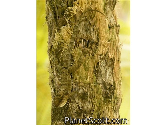 Puerto Rican Crested Anole (Anolis cristatellus)