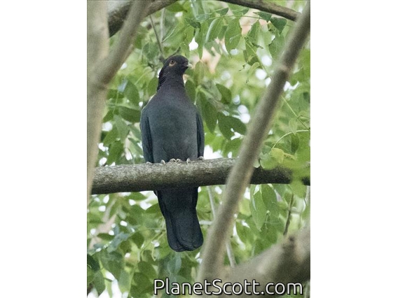 Scaly-naped Pigeon (Patagioenas squamosa)