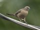 Shiny Cowbird (Molothrus bonariensis)