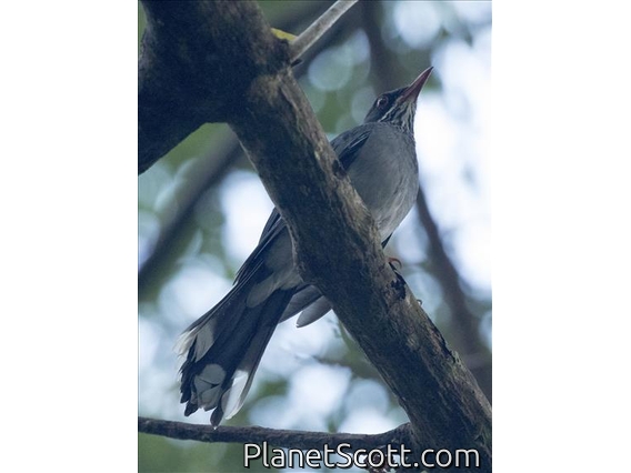 Red-legged Thrush (Turdus plumbeus)