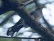 Red-legged Thrush (Turdus plumbeus)
