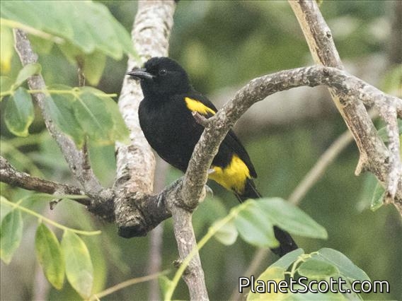 Puerto Rican Oriole (Icterus portoricensis)