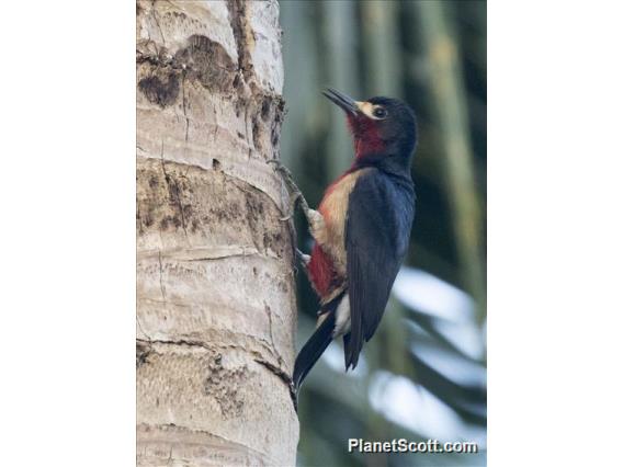 Puerto Rican Woodpecker (Melanerpes portoricensis)